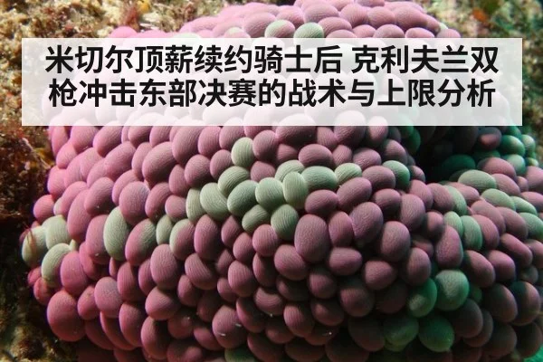 米切尔顶薪续约骑士后 克利夫兰双枪冲击东部决赛的战术与上限分析